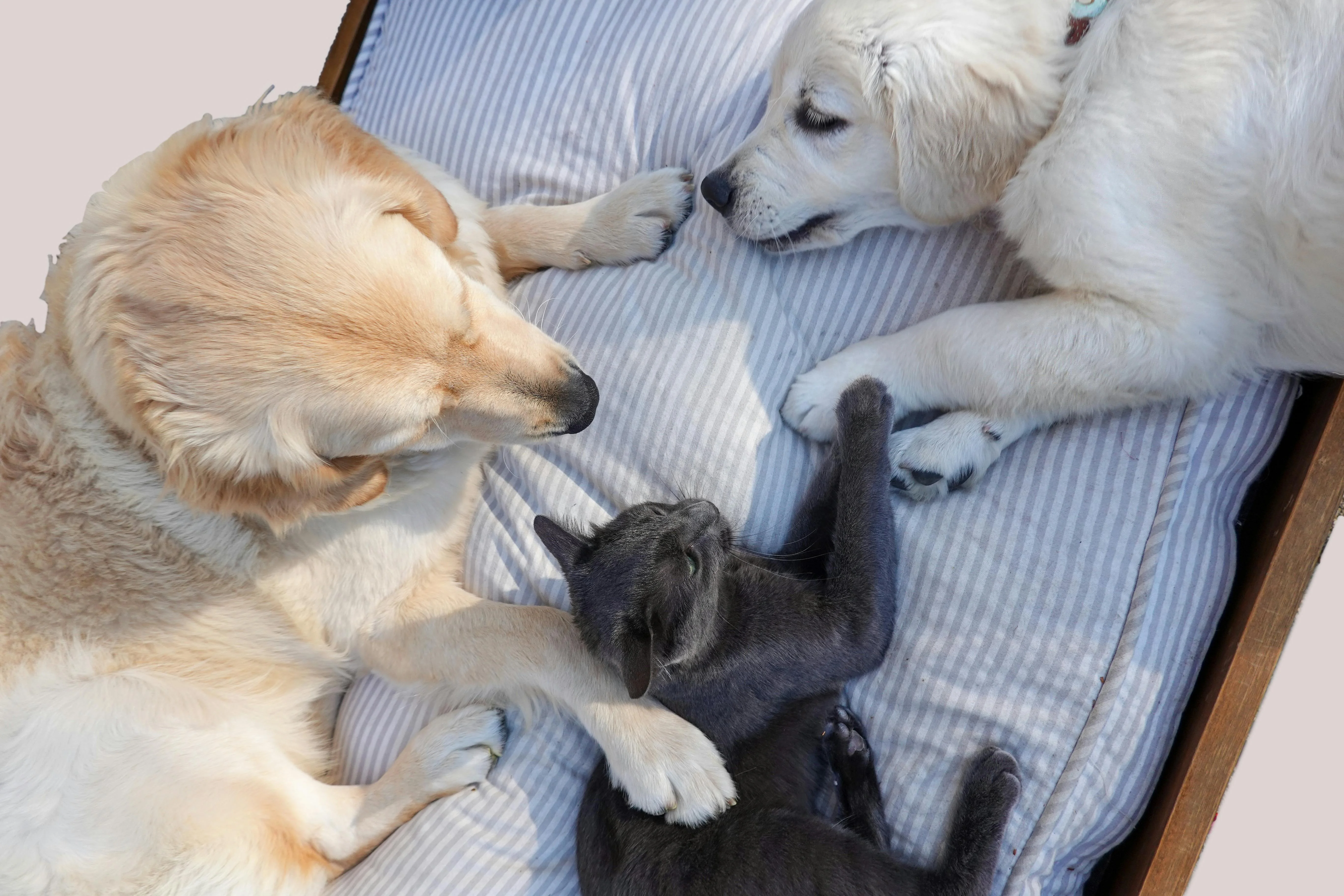 Healing Paws: A Gentle Path to Your Pet's Well-being in Hyderabad